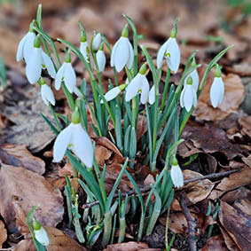 Springtime in Cromer - a snowdrop plant growing in a forest floor surrounded by brown leaves